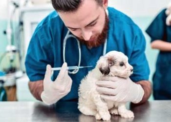 Pet Vaccination